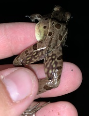 Lithobates kauffeldi