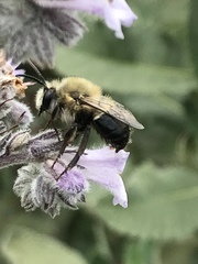 Habropoda tristissima