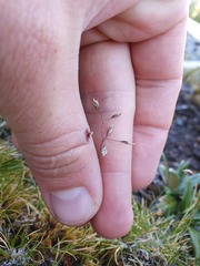 Poa colensoi