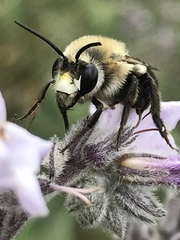 Habropoda tristissima