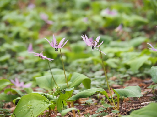 Asian fawnlily