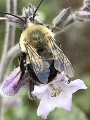 Habropoda tristissima