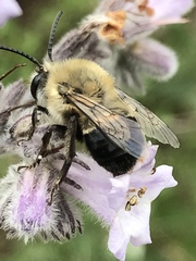 Habropoda tristissima