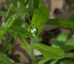 Myosotis verna