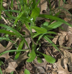 Myosotis verna