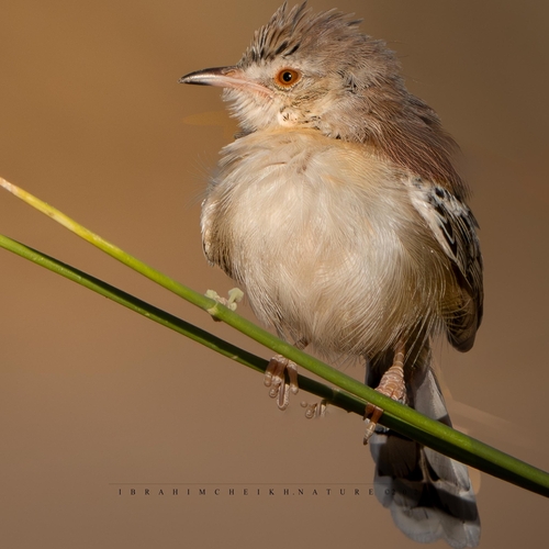 Cricket Longtail