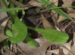 Myosotis verna