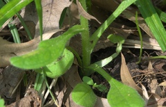 Myosotis verna