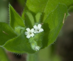 Myosotis verna