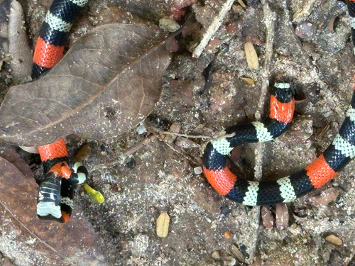 Caatinga Coralsnake
