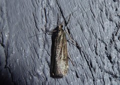 Eudonia cataxesta