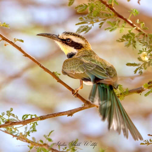 White-throated Bee-eater