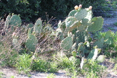 Opuntia × demissa