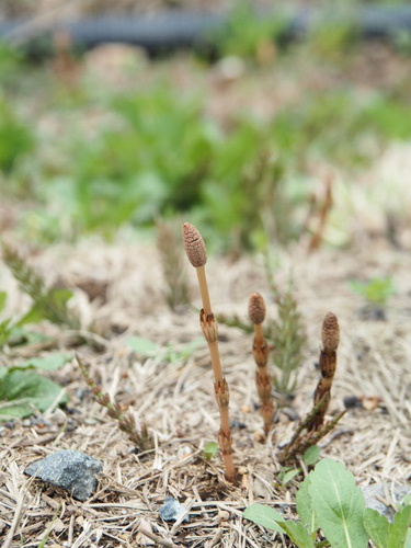 field horsetail