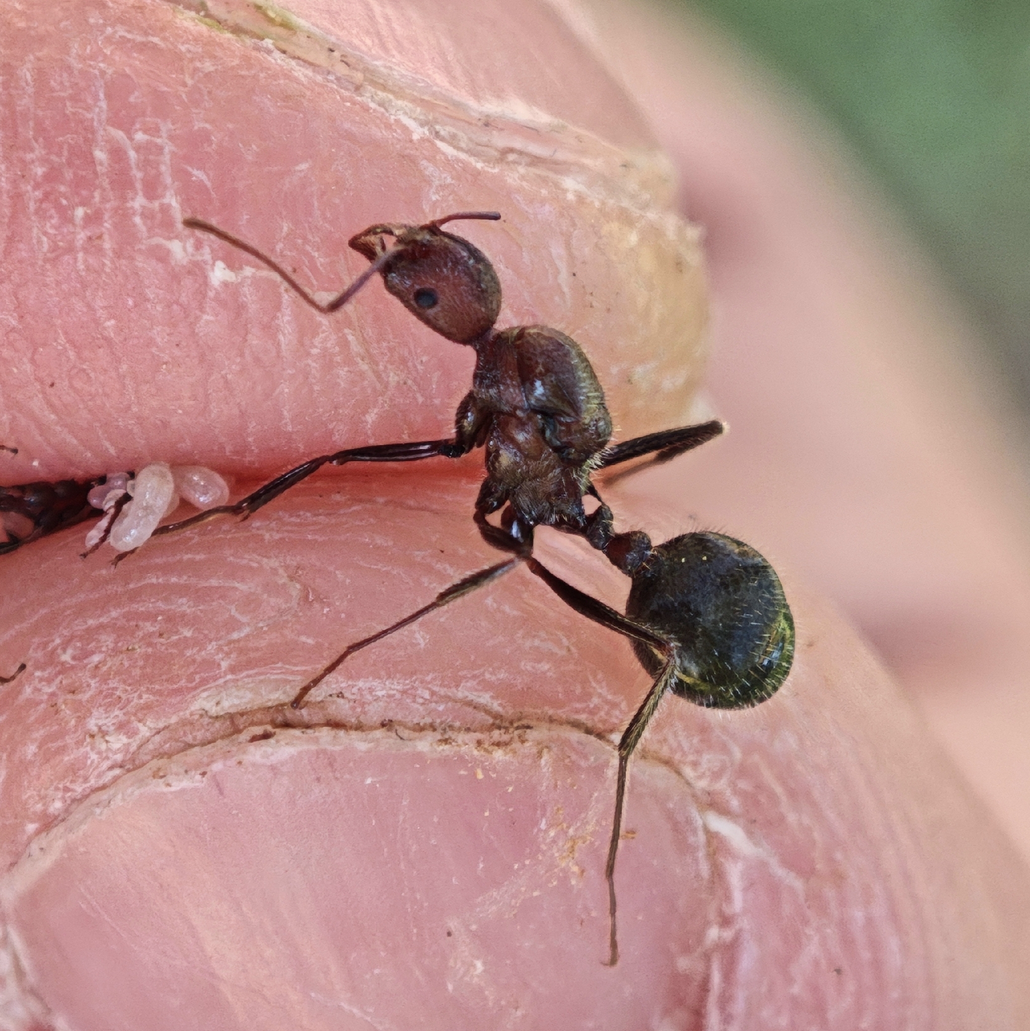 Aphaenogaster sporadis