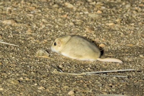 オブトアレチネズミ