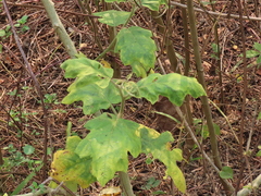 Solanum torvum