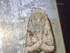 Proteuxoa amaurodes