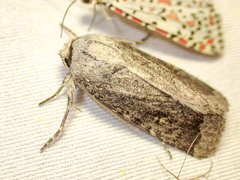 Proteuxoa amaurodes