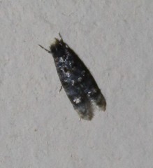 Stenoptinea auriferella