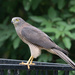 Brown Goshawk - Photo (c) sskcm, some rights reserved (CC BY-NC)