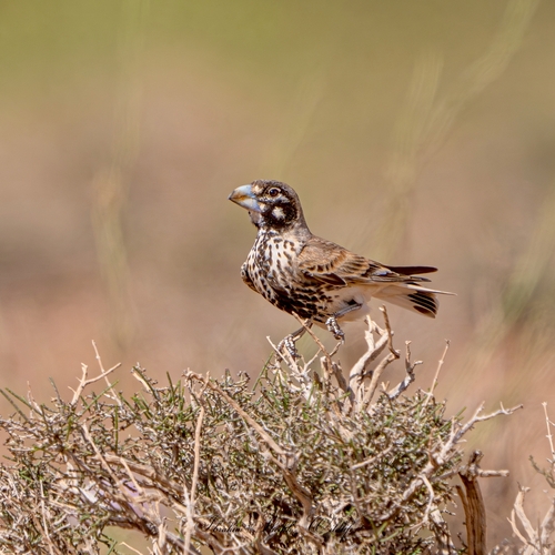 Thick-billed Lark
