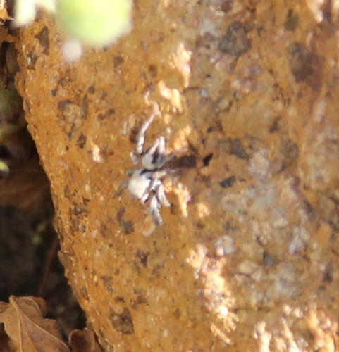 Habronattus californicus photo 4