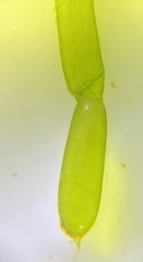 Chara protocharoides