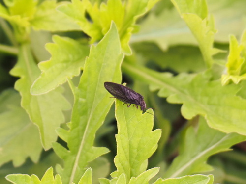 Holarctic Alderflies
