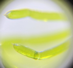 Chara protocharoides