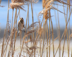 Emberiza yessoensis