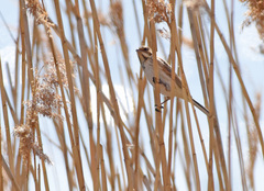 Emberiza yessoensis
