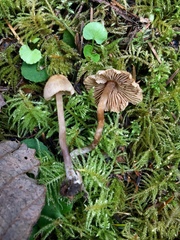 Naucoria escharioides