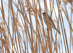 Emberiza yessoensis