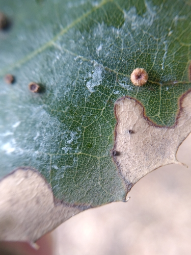 Pumpkin Gall Wasp photo 4