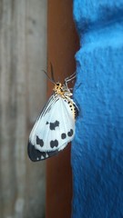 Nyctemera adversata
