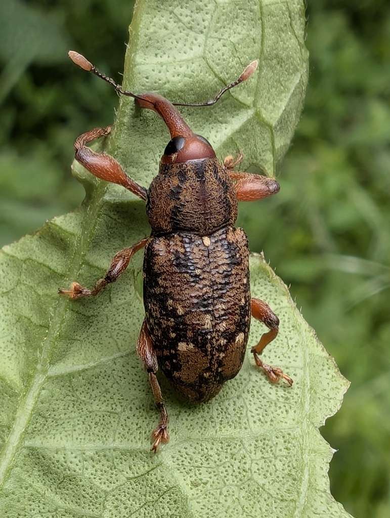 Heilipodus pertyi