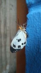 Nyctemera adversata