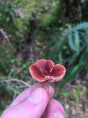 Lactarius subviscidus