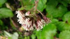 Petasites formosanus