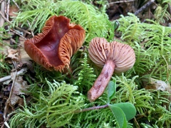 Lactarius subviscidus