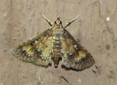 Niphograpta albiguttalis