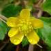 Ranunculus taisanensis - Photo (c) 林棋欽, algunos derechos reservados (CC BY-NC)