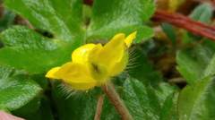 Ranunculus taisanensis
