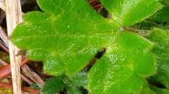 Ranunculus taisanensis