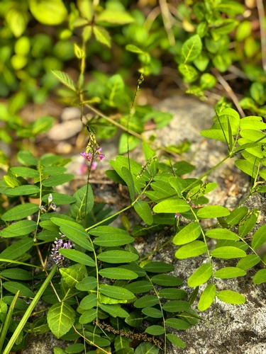 Vicia kioshanica