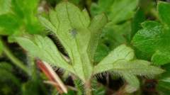 Ranunculus taisanensis