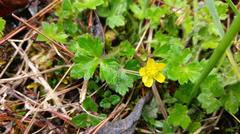 Ranunculus taisanensis
