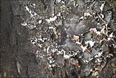 Peltigera dolichorhiza