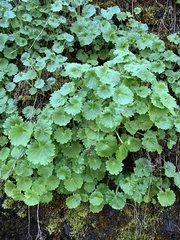 Micranthes odontoloma